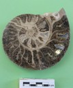 Ammonite (left portion) internal model filled with crystals.