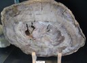 Fossilised tree trunk - section