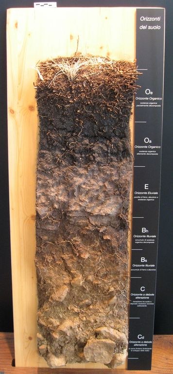 Soil section