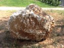 Rotzo limestone - lithiotis