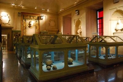 Palazzo Pobbi museum - Aldrovandi collection