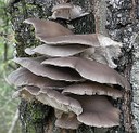 Mushrooms (Stefano Bassi)