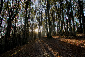 Beechwood (archivie Parco Foreste casentinesi)