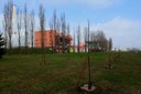 Piante di paulownia per la qualità dell’aria: Regione e Herambiente per un progetto sperimentale a Ferrara