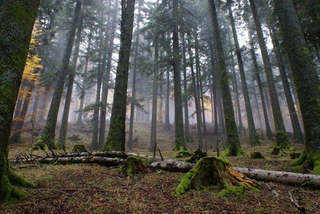 foto: Foresta di abete bianco nel Parco delle foreste casentinesi (Autore Nevio Agostini)