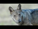 Il monitoraggio nazionale del lupo