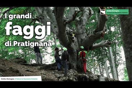 I grandi faggi di Pratignana | Gli alberi monumentali della Regione Emilia-Romagna