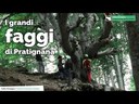 I grandi faggi di Pratignana | Gli alberi monumentali della Regione Emilia-Romagna