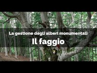 Il faggio del Lago di Pratignana (Modena) - La gestione degli alberi monumentali, buone pratiche di gestione e cura