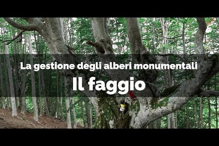 Il faggio del Lago di Pratignana (Modena) - La gestione degli alberi monumentali, buone pratiche di gestione e cura