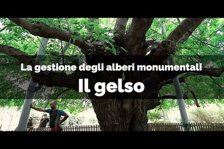 Il gelso di Cervia (Ravenna) - La gestione degli alberi monumentali, buone pratiche di gestione e cura