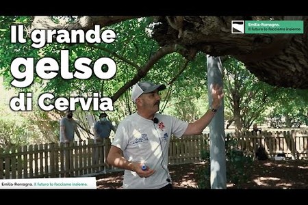 Il grande gelso di Cervia | Gli alberi monumentali della Regione Emilia-Romagna