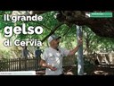 Il grande gelso di Cervia | Gli alberi monumentali della Regione Emilia-Romagna