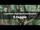 Il platano di Carpinello (Forlì-Cesena) - La gestione degli alberi monumentali, buone pratiche di gestione e cura