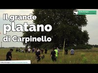 Il platano di Carpinello | Gli alberi monumentali della Regione Emilia-Romagna