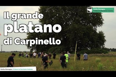 Il platano di Carpinello | Gli alberi monumentali della Regione Emilia-Romagna