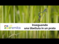 Life Eremita project: chasing a dragonfly in a meadow - A project for rare insects