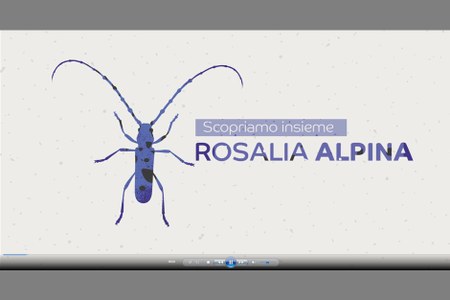 Life Eremita project- Let's find out togheter Rosalia alpina