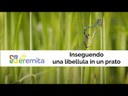 Life Eremita: Inseguendo una libellula in un prato - Un progetto per gli insetti rari