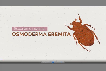 Progetto Life Eremita - Scopriamo insieme Osmoderma eremita (Scarabeo eremita odoroso)