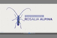 Progetto Life Eremita - Scopriamo insieme Rosalia alpina (Rosalia alpina)