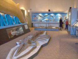 Museo geologico Cortesi