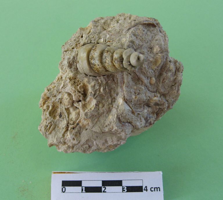 Gasteropode, modello int