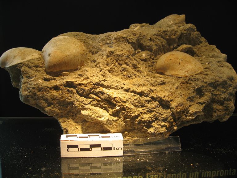 Glycomeris sp. con venus e varicorbula molluschi bivalve