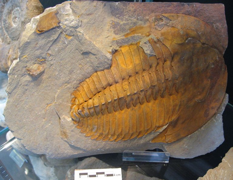 Impronta di Trilobite