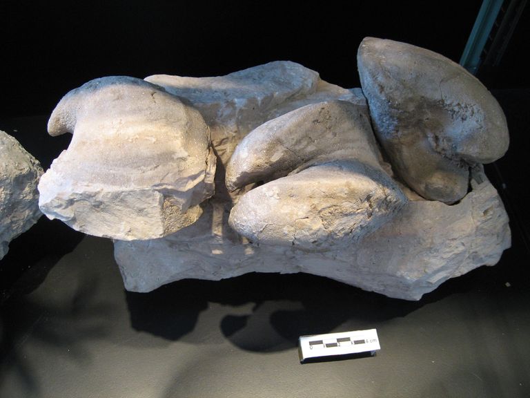 Megalodon Hornesii