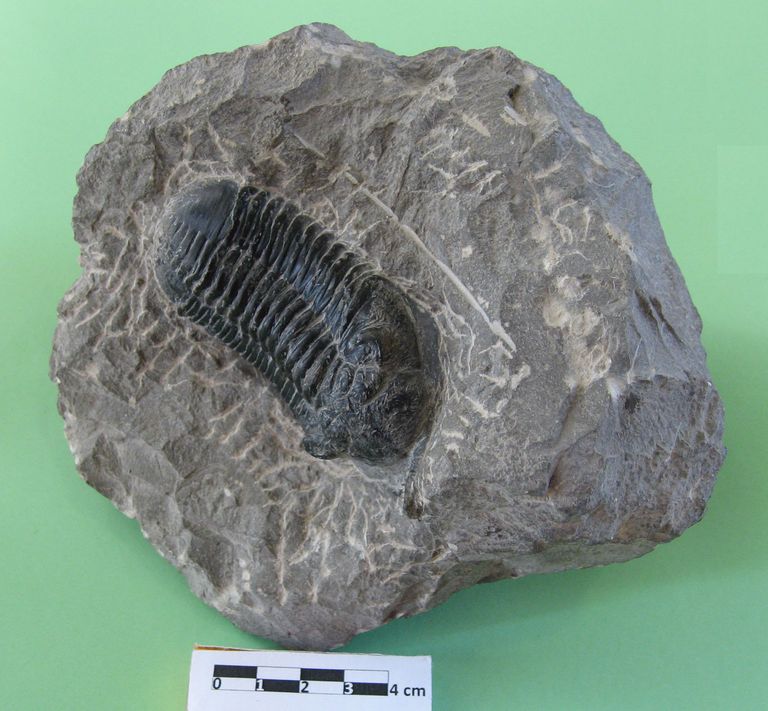 Trilobite