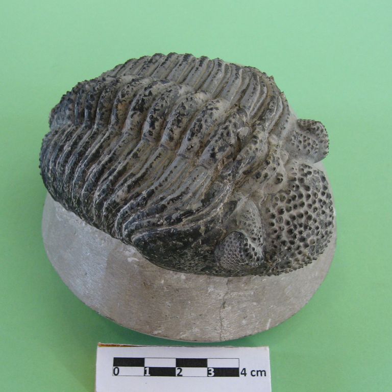 Trilobite