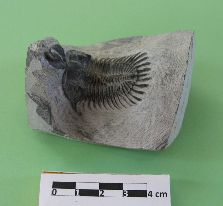 Trilobite