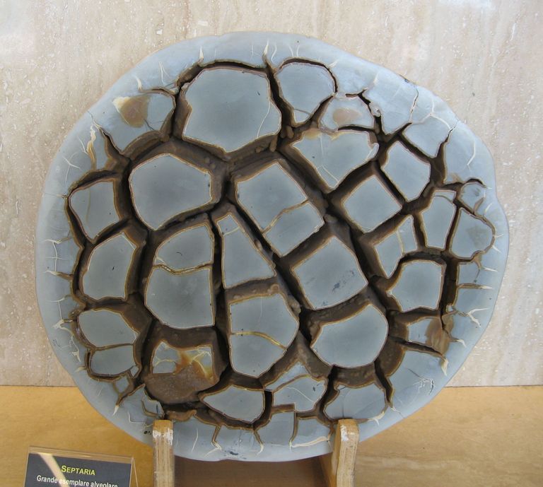 Septaria piccola