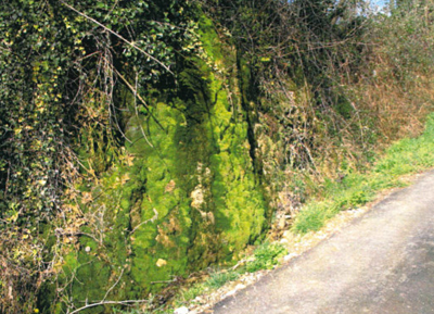 Sorgente libera detta “Spugno”