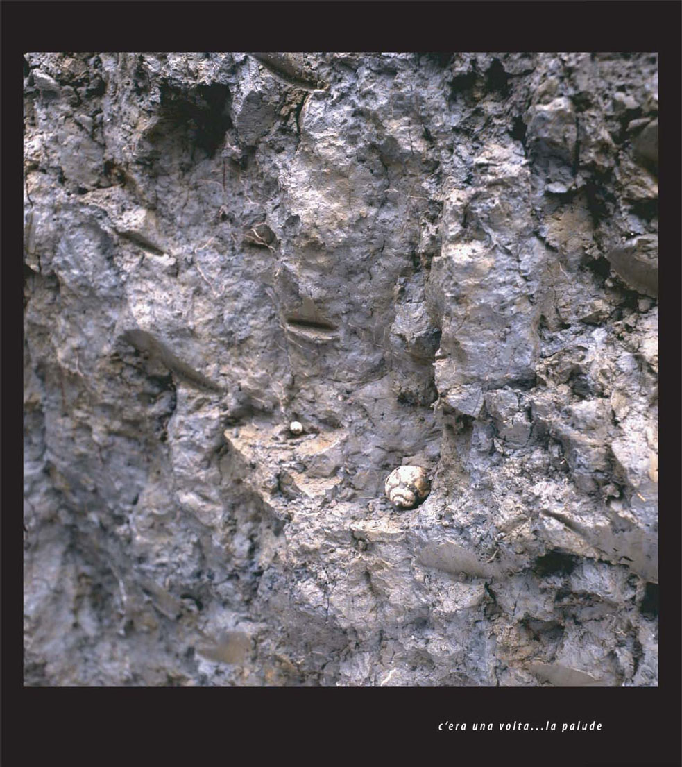 Valli bonificate - particolare di un profilo di suolo