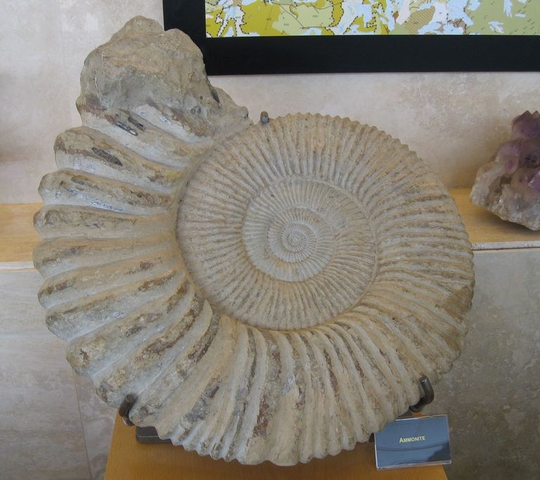 Ammonite falsa
