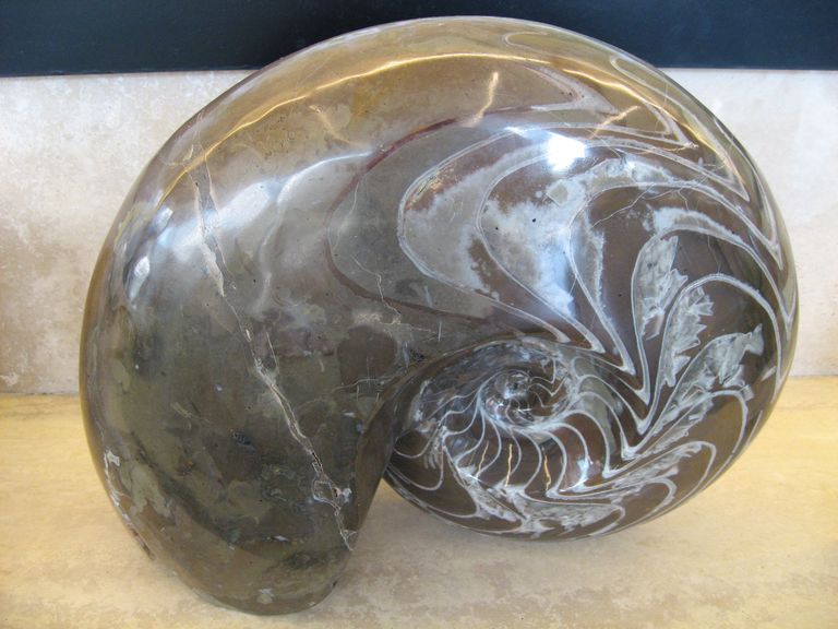 Ammonite levigata 