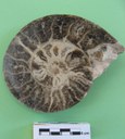 Ammonite (pozione dx) modello interno riempito di cristalli