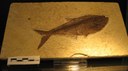 Diplomystus sp. pesce