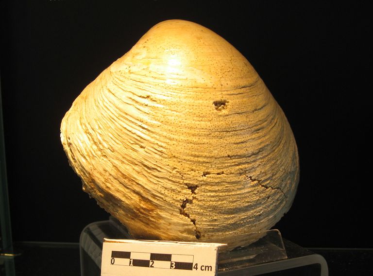 Glycimeris sp., mollusco bivalve