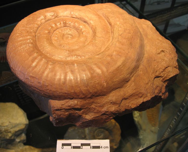 Hammatoceras sp. modello interno di ammonite
