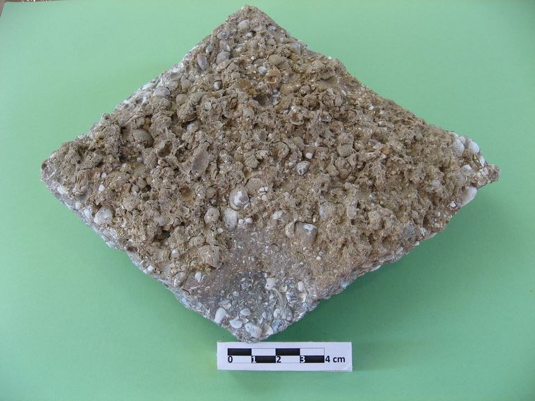 Lumachella, roccia sedimentaria da accumulo di resti di molluschi 
