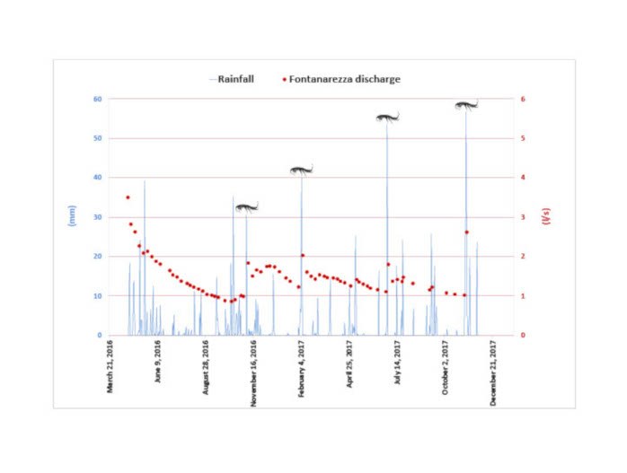 Figura 6 - Portata in l/s (linea tratteggiata rossa), comparsa di Niphargus, e dati di precipitazione (istogramma a barre blu) ottenuti da una sorgente perenne  monitorata nell'Appennino settentrionale