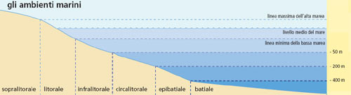 Gli ambienti marini