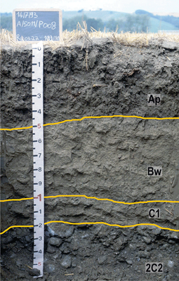 Esempio di profilo.Viene suddiviso nella sezione verticale in strati sub paralleli detti orizzonti (dalla superficie fino al sedimento o roccia inalterata). Sono identificati con lettere e numeri: Ap, Bw, C1…