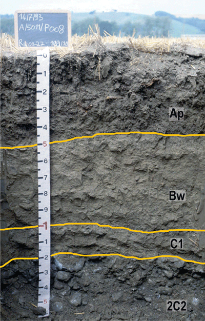 profilo di suolo tipico di terrazzi alluvionali recenti