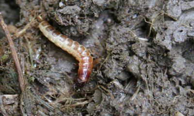 larva - qualità biologica suoli