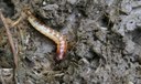 larva - qualità biologica suoli