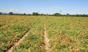 Seminativo annuale: pomodori - qualità biologica suoli